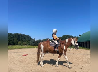 Pintos, Gelding, 22 years, 12.2 hh, Pinto