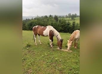 Pintos, Gelding, 27 years, 15.1 hh, Pinto