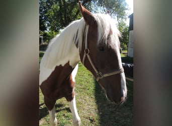 Pintos Mix, Wallach, 2 Jahre, 14,3 hh, Schecke