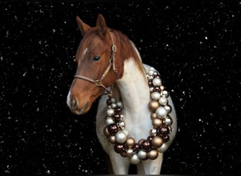 Pintos, Gelding, 2 years, 17 hh, Pinto