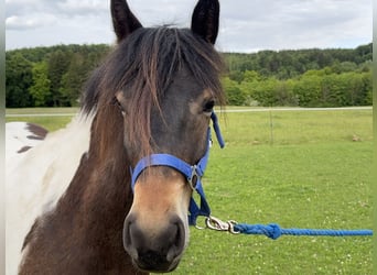 Pintos Mix, Gelding, 3 years, 14.2 hh, Tobiano-all-colors