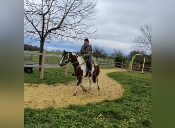 Pintos, Gelding, 3 years, 14 hh, Pinto
