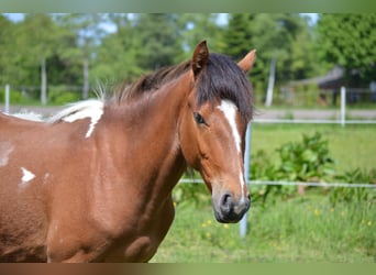 Pintos Mix, Gelding, 3 years, 14 hh, Tobiano-all-colors