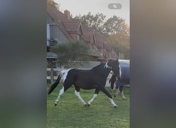 Pintos, Gelding, 3 years, 15.1 hh, Pinto