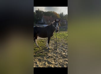 Pintos, Gelding, 3 years, 15.1 hh, Pinto