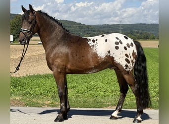 Pintos Mix, Gelding, 3 years, 15.2 hh, Leopard-Piebald