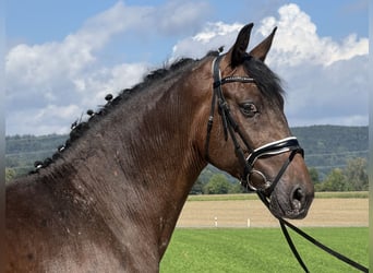 Pintos Mix, Gelding, 3 years, 15.2 hh, Leopard-Piebald