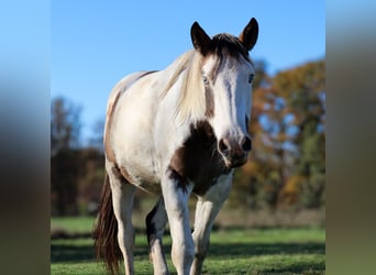 Pintos Mix, Gelding, 3 years, 15.2 hh, Pinto