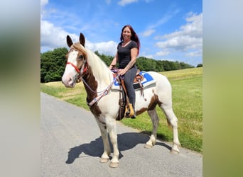 Pintos, Gelding, 3 years, 15.2 hh, Pinto