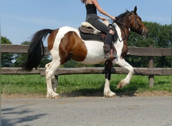 Pintos, Gelding, 3 years, 15 hh, Pinto