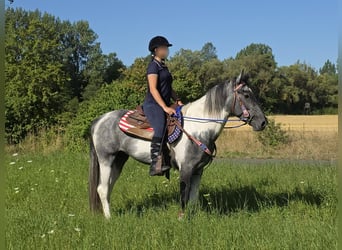 Pintos, Gelding, 3 years, 15 hh, Pinto