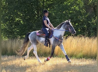 Pintos, Gelding, 3 years, 15 hh, Pinto