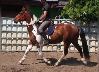Pintos, Gelding, 3 years, 15,1 hh, Pinto