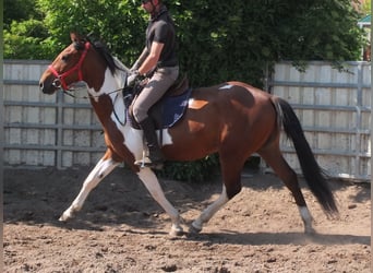 Pintos, Gelding, 3 years, 15,1 hh, Pinto