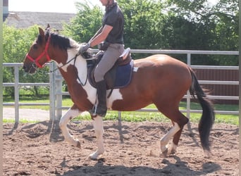 Pintos, Gelding, 3 years, 15,1 hh, Pinto