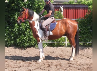 Pintos, Gelding, 3 years, 15,1 hh, Pinto