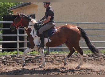 Pintos, Gelding, 3 years, 15,1 hh, Pinto