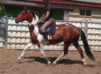 Pintos, Gelding, 3 years, 15,1 hh, Pinto