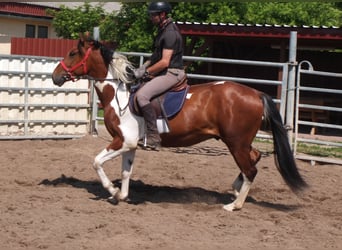 Pintos, Gelding, 3 years, 15,1 hh, Pinto