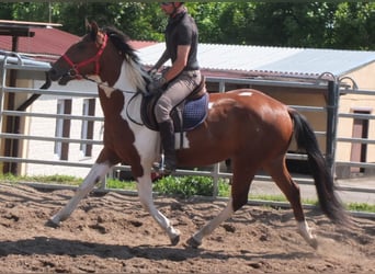 Pintos, Gelding, 3 years, 15,1 hh, Pinto