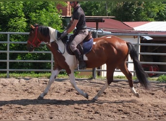 Pintos, Gelding, 3 years, 15,1 hh, Pinto