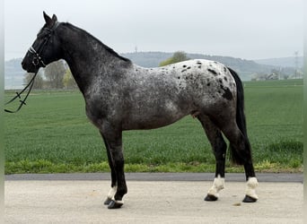 Pintos Mix, Gelding, 3 years, 15,2 hh, Leopard-Piebald