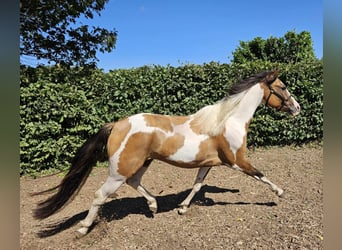 Pintos, Gelding, 4 years, 14,1 hh, Pinto