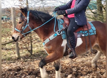 Pintos, Gelding, 4 years, 14.2 hh, Pinto