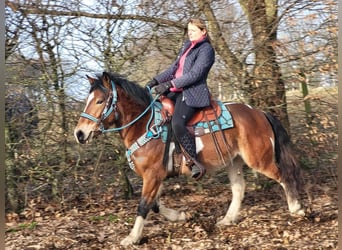 Pintos, Gelding, 4 years, 14.2 hh, Pinto