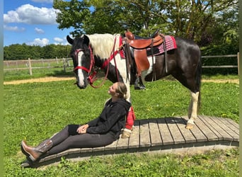 Pintos, Gelding, 4 years, 14.3 hh, Pinto