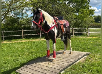 Pintos, Gelding, 4 years, 14.3 hh, Pinto