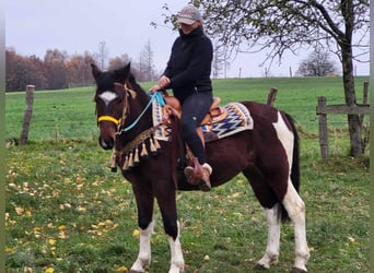 Pintos, Gelding, 4 years, 14.3 hh, Pinto