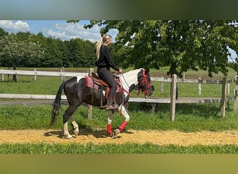 Pintos, Gelding, 4 years, 14.3 hh, Pinto