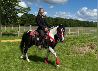 Pintos, Gelding, 4 years, 14.3 hh, Pinto