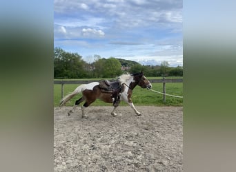 Pintos, Gelding, 4 years, 14.3 hh, Tobiano-all-colors