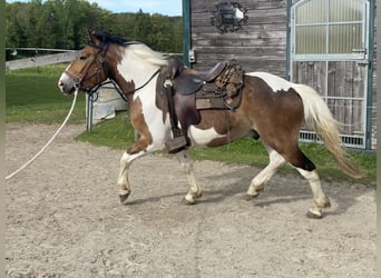 Pintos, Gelding, 4 years, 14.3 hh, Tobiano-all-colors