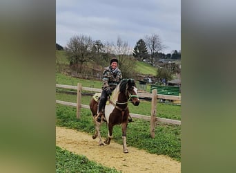 Pintos, Gelding, 4 years, 14 hh, Pinto