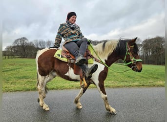Pintos, Gelding, 4 years, 14 hh, Pinto