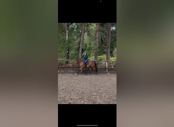 Pintos, Gelding, 4 years, 14,1 hh, Brown