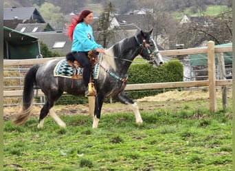 Pintos, Gelding, 4 years, 15.1 hh, Pinto