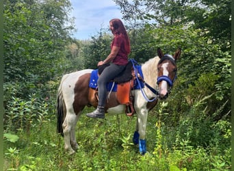 Pintos, Gelding, 4 years, 15.1 hh, Pinto