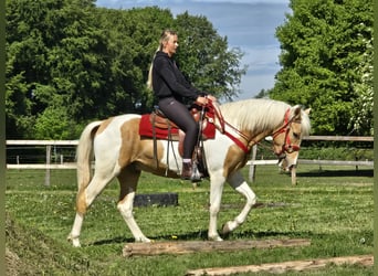 Pintos, Gelding, 4 years, 15.2 hh, Pinto