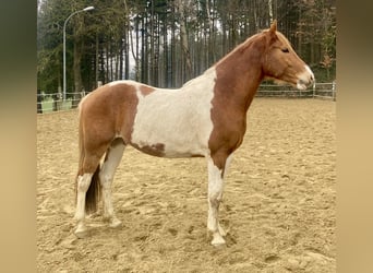 Pintos Mix, Gelding, 4 years, 15 hh, Pinto