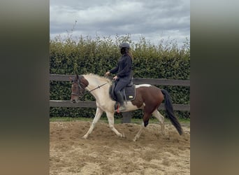 Pintos, Gelding, 4 years, 15 hh, Pinto