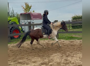 Pintos, Gelding, 4 years, 15 hh, Pinto