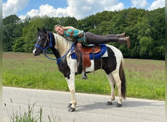 Pintos, Gelding, 4 years, 15 hh, Pinto