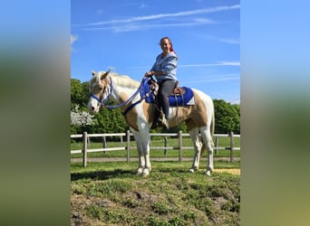Pintos, Gelding, 4 years, 15 hh, Pinto