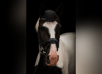 Pintos, Gelding, 4 years, 16,1 hh, Pinto