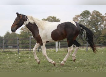 Pintos Mix, Gelding, 5 years, 14.2 hh, Pinto