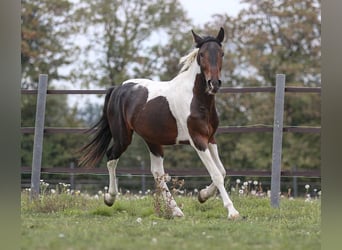 Pintos Mix, Gelding, 5 years, 14.2 hh, Pinto